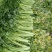 河南夏邑芹菜大量上市，价格优惠品质优量，欢迎大家前来订购