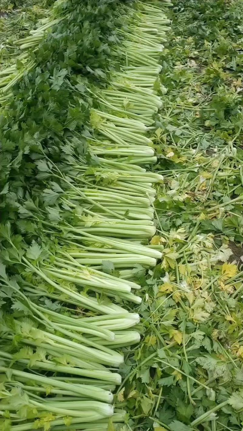 河南夏邑芹菜大量上市，价格优惠品质优量，欢迎大家前来订购