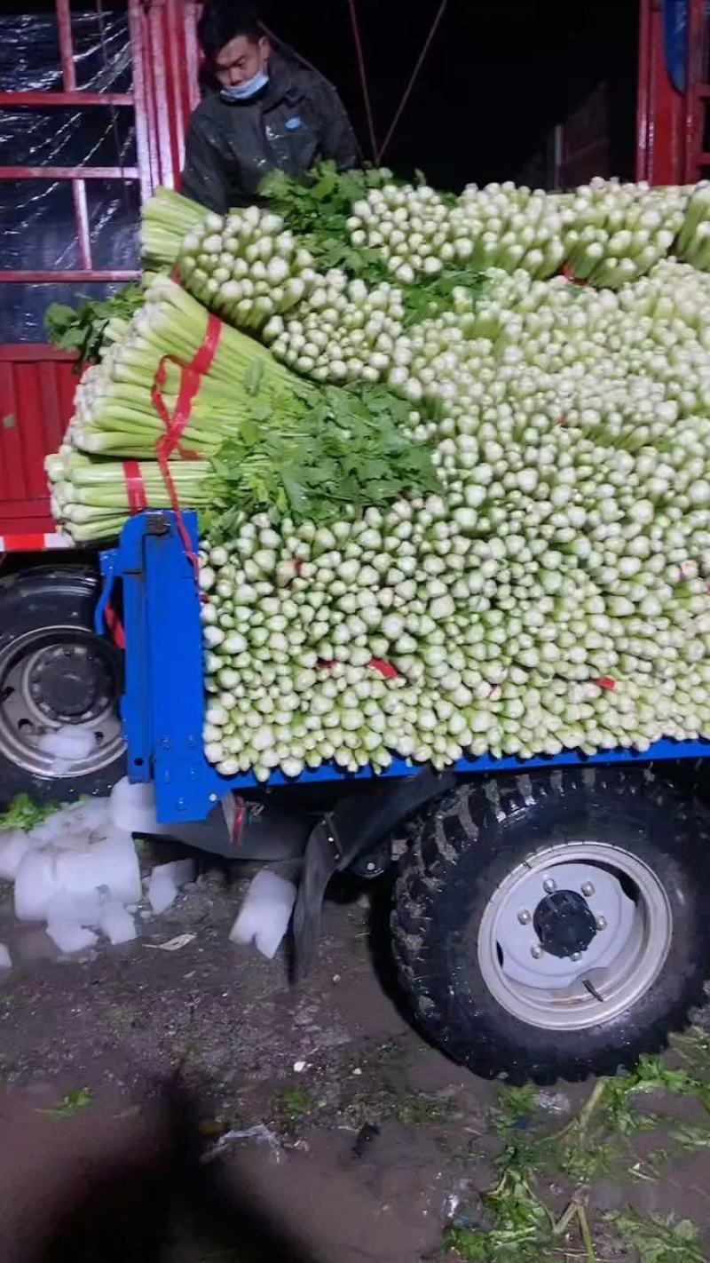 河南夏邑芹菜大量上市，价格优惠品质优量，欢迎大家前来订购