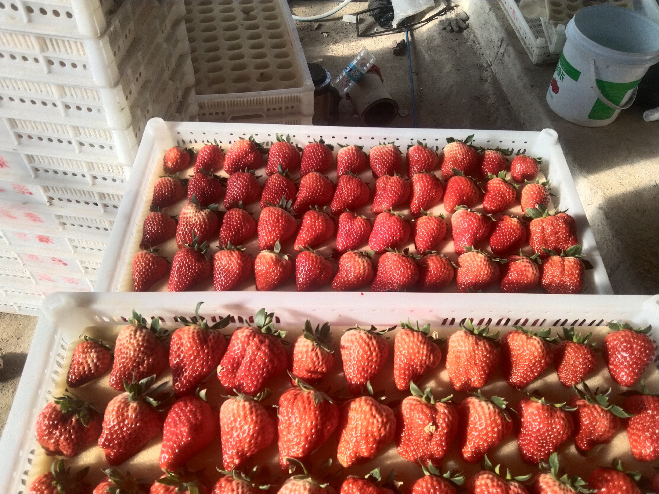 冰工厂草莓雪糕特写