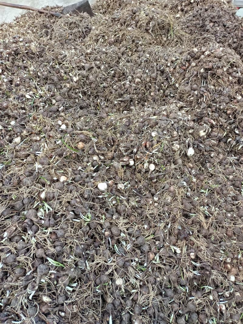 彼岸花曼珠沙华石蒜红花石蒜岩蒜黄花石蒜龙爪花阴阳花