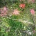 彼岸花曼珠沙华石蒜红花石蒜岩蒜黄花石蒜龙爪花阴阳花