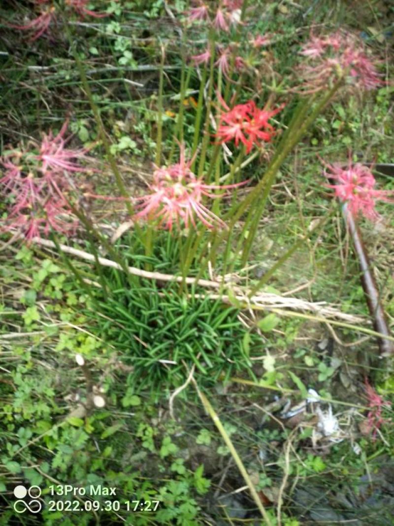 彼岸花曼珠沙华石蒜红花石蒜岩蒜黄花石蒜龙爪花阴阳花