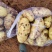 现挖新鲜黄皮黄心土豆希森荷兰沃土土豆四川五宝