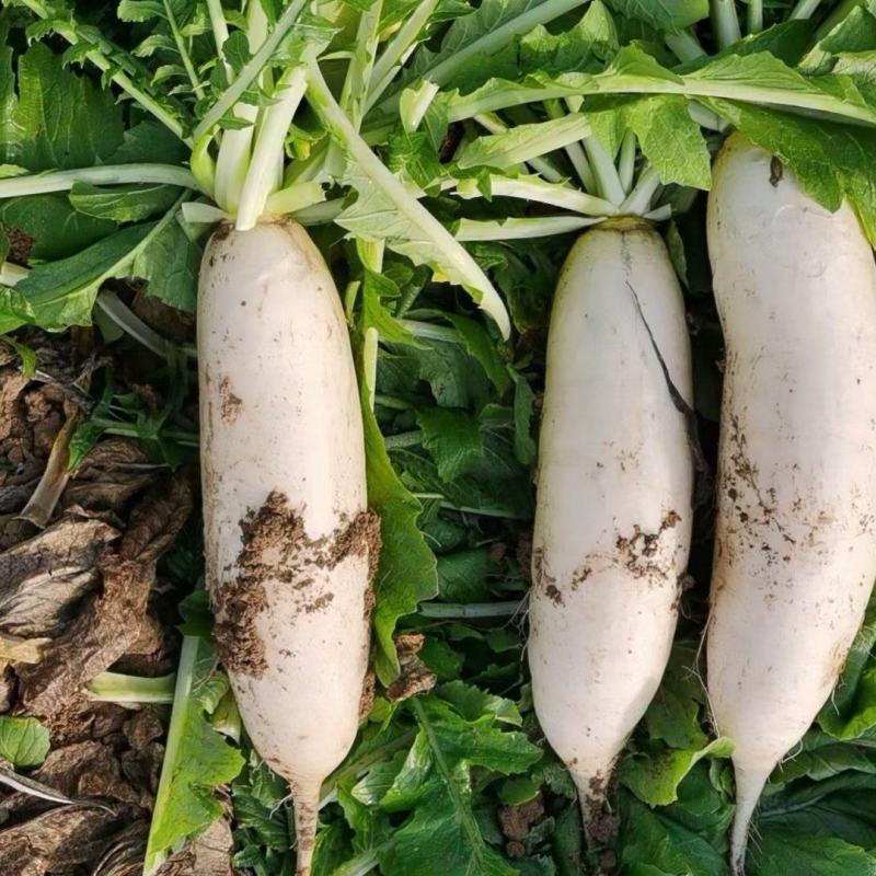 永顺蔬菜基地合作社