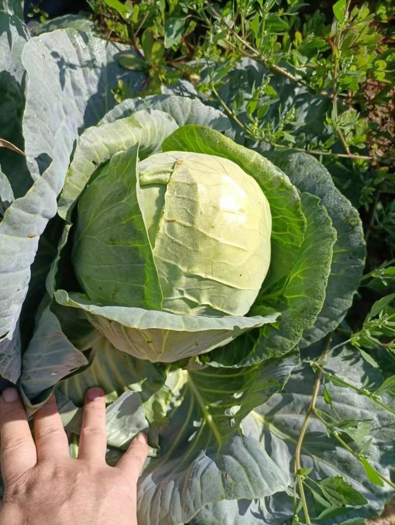 精品圆包菜甘蓝基地直发价格随行就市一级货对接全国市场