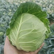 精品圆包菜河南基地直供一手货源品质保证对接批发商