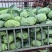 平扁包菜基地直供品质保证诚信经营欢迎采购