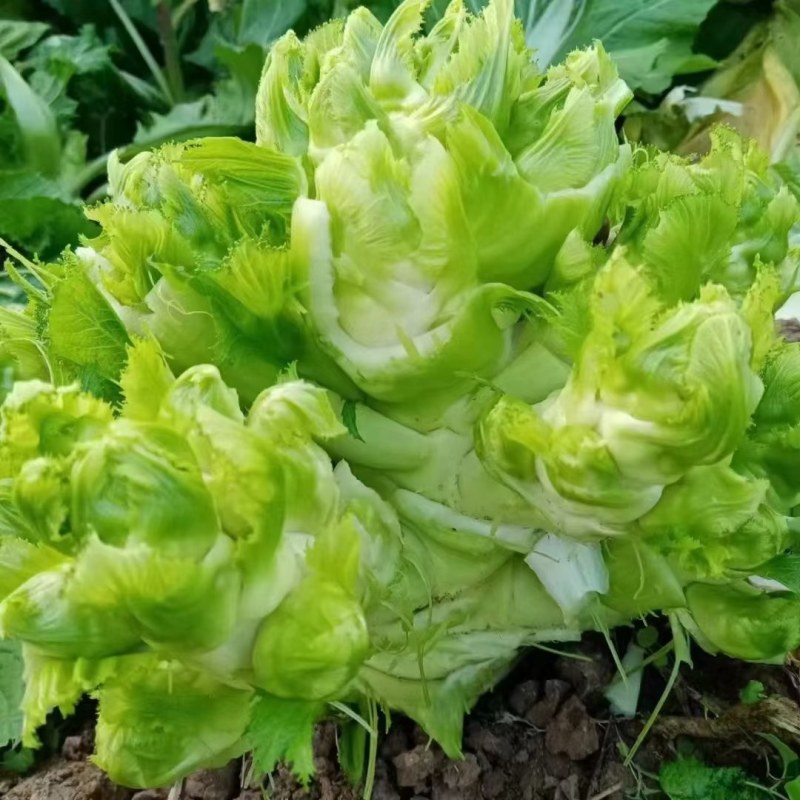 大心儿菜