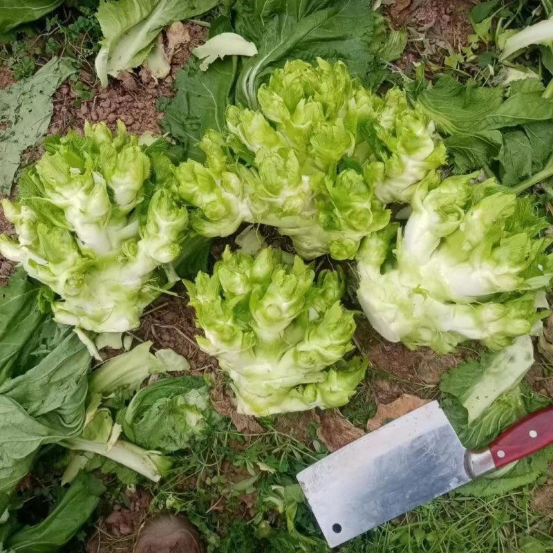 大心儿菜