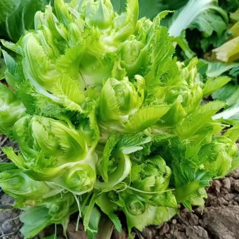 大心儿菜