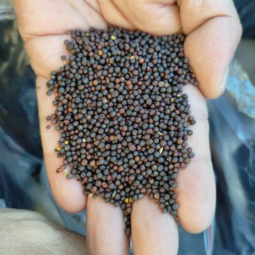 进口油菜籽