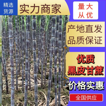广西黑皮甘蔗货源充足量大价优一手货源口感清甜