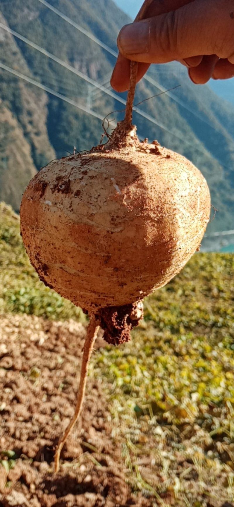 大凉山优质农产品，地瓜，凉薯，豆薯