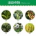山东鲁抗8000IU/微升苏云金杆菌粘虫菜青虫农药杀虫剂