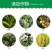 山东鲁抗8000IU/微升苏云金杆菌粘虫菜青虫农药杀虫剂