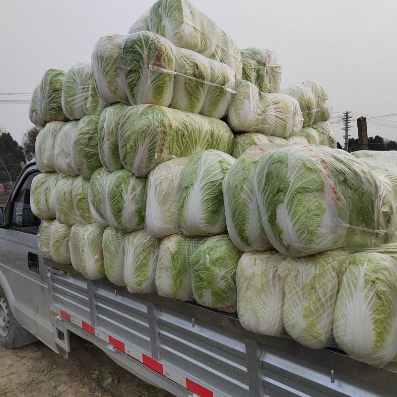 安徽阜阳农户自种黄心大白菜毛菜净菜量大