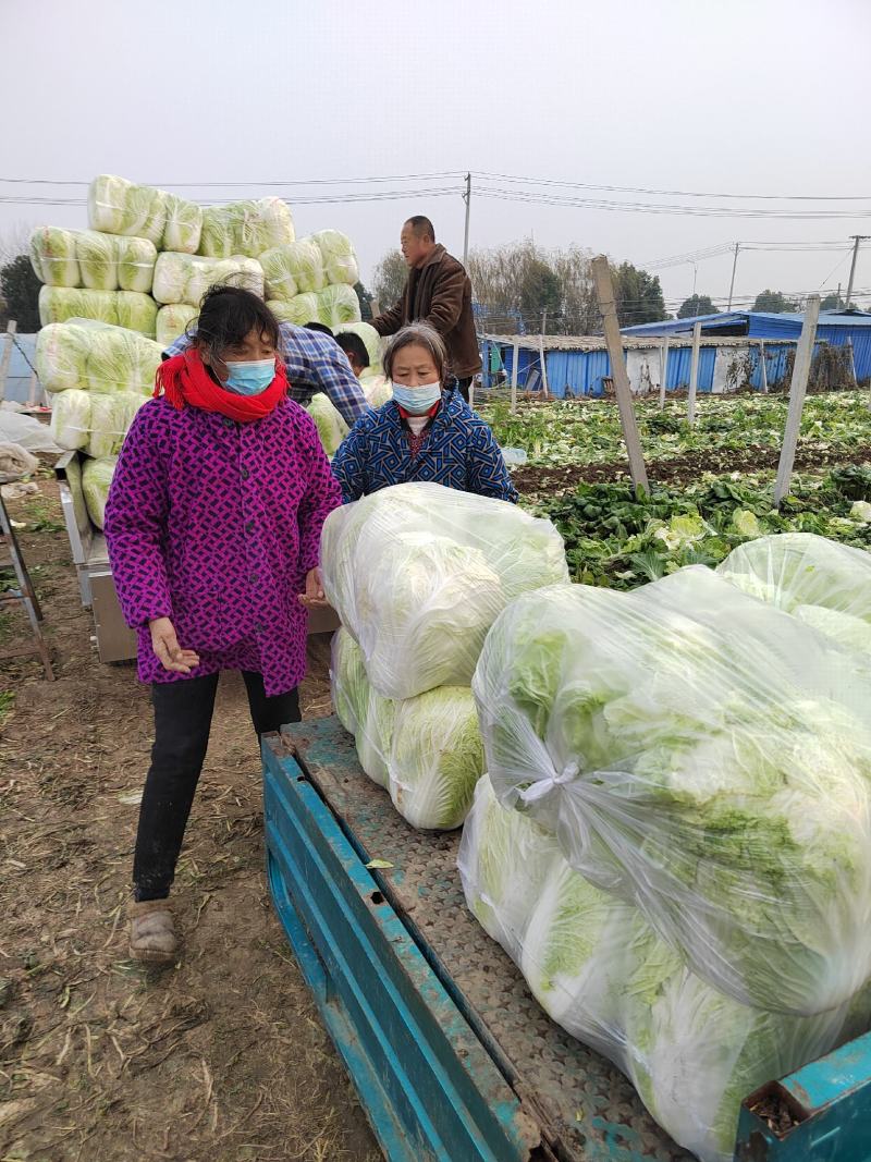 安徽阜阳农户自种黄心大白菜毛菜净菜量大