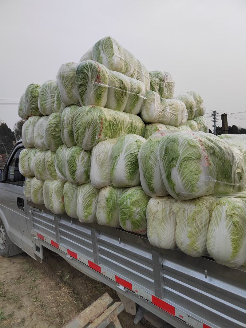 安徽阜阳农户自种黄心大白菜毛菜净菜量大