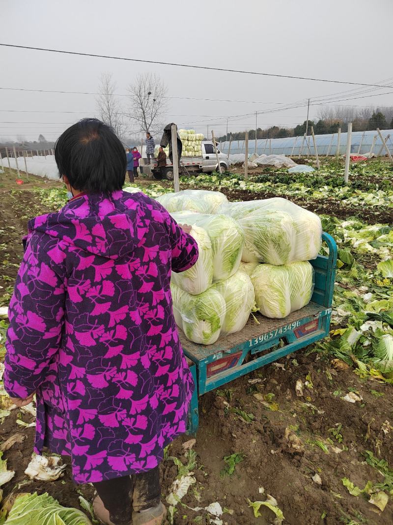 安徽阜阳农户自种黄心大白菜毛菜净菜量大