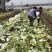 安徽阜阳农户自种黄心大白菜毛菜净菜量大