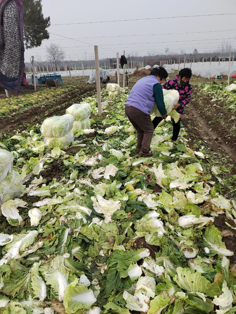 安徽阜阳农户自种黄心大白菜毛菜净菜量大