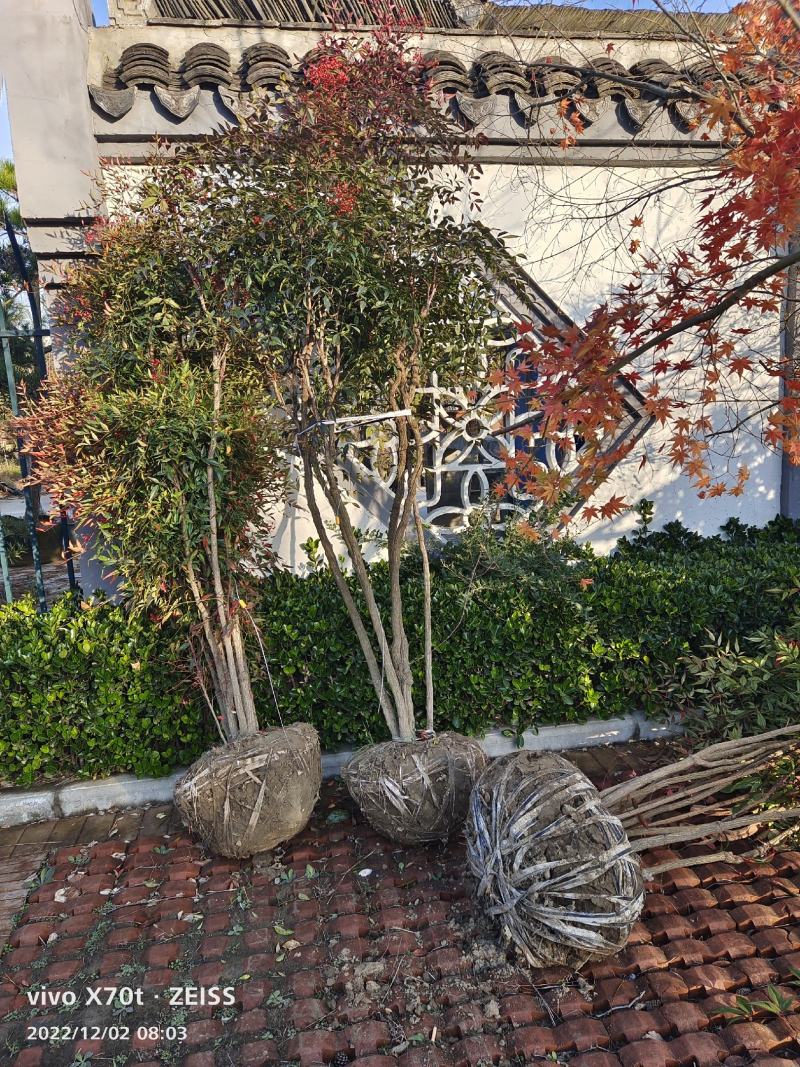 南天竹；自家种植、产地直销，价格合理，质量有保证……