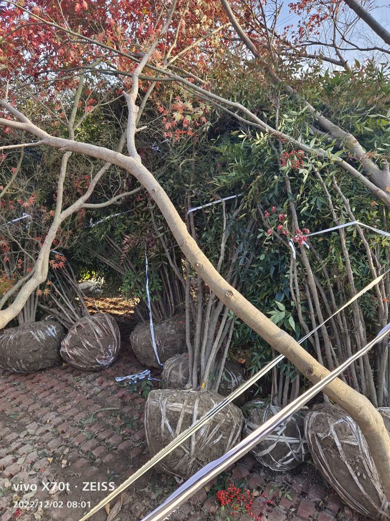 南天竹；自家种植、产地直销，价格合理，质量有保证……