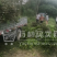 小驳骨