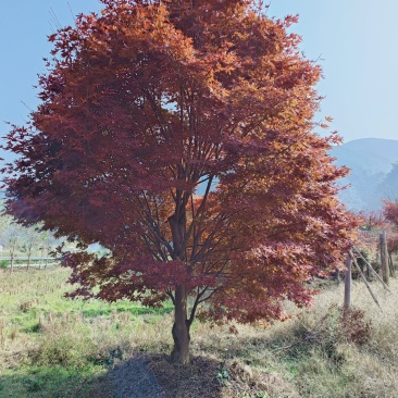 三季红红枫