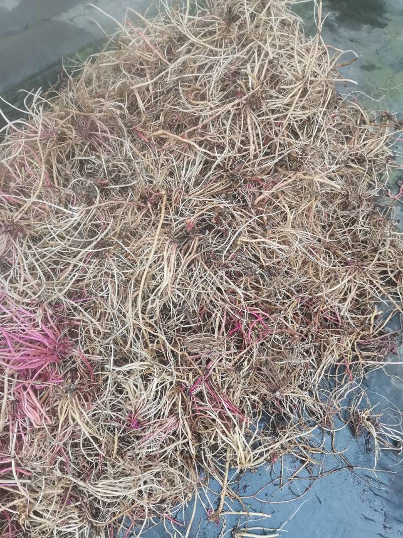 牛膝，川牛膝，野生货非人工种植，水洗晾干