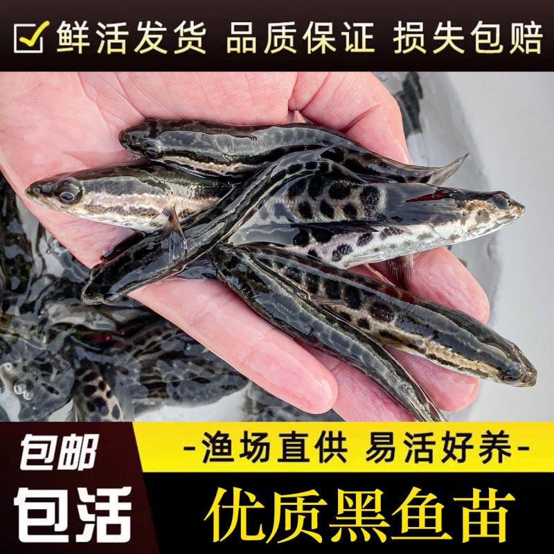 大品种黑鱼苗生鱼苗乌鱼乌鳢鱼苗草鱼苗养殖观赏鱼大型淡水鱼