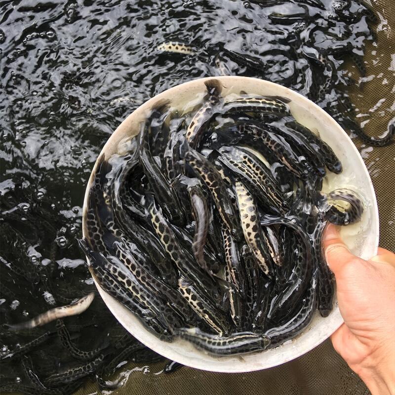 大品种黑鱼苗生鱼苗乌鱼乌鳢鱼苗草鱼苗养殖观赏鱼大型淡水鱼