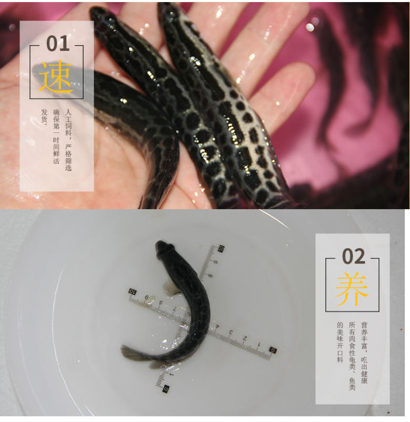 大品种黑鱼苗生鱼苗乌鱼乌鳢鱼苗草鱼苗养殖观赏鱼大型淡水鱼