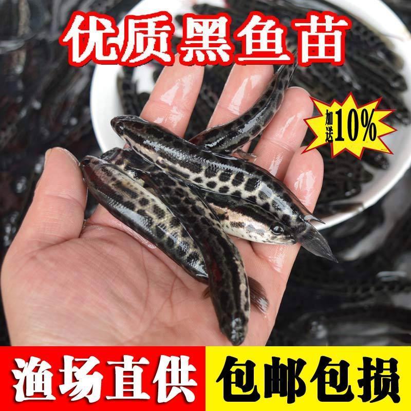 大品种黑鱼苗生鱼苗乌鱼乌鳢鱼苗草鱼苗养殖观赏鱼大型淡水鱼