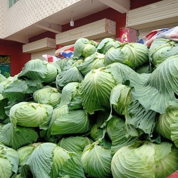 城固甘蓝包菜颜色翠绿个头均匀，包的紧。大量现货。