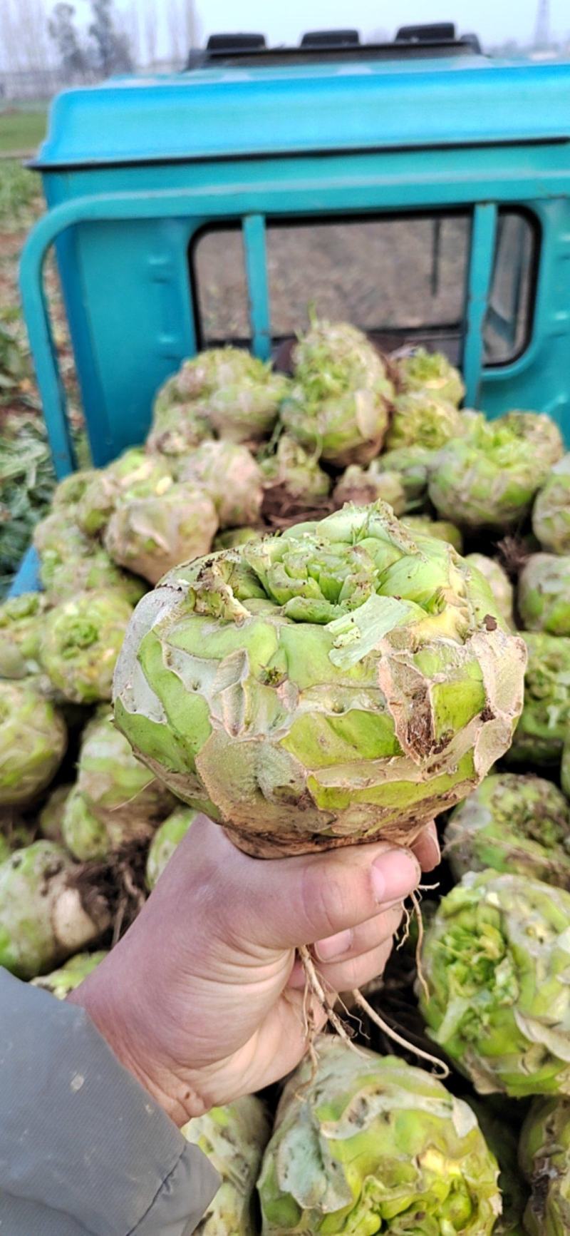 芥菜疙瘩万亩基地质量保证诚信商家发全国酱菜厂用