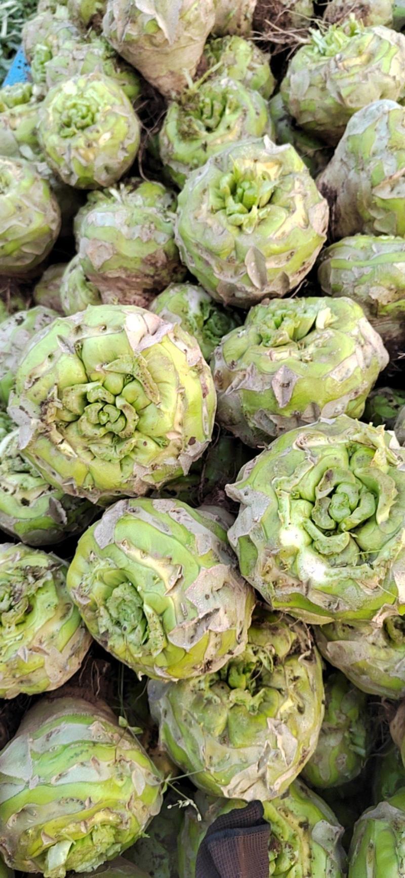 芥菜疙瘩万亩基地质量保证诚信商家发全国酱菜厂用