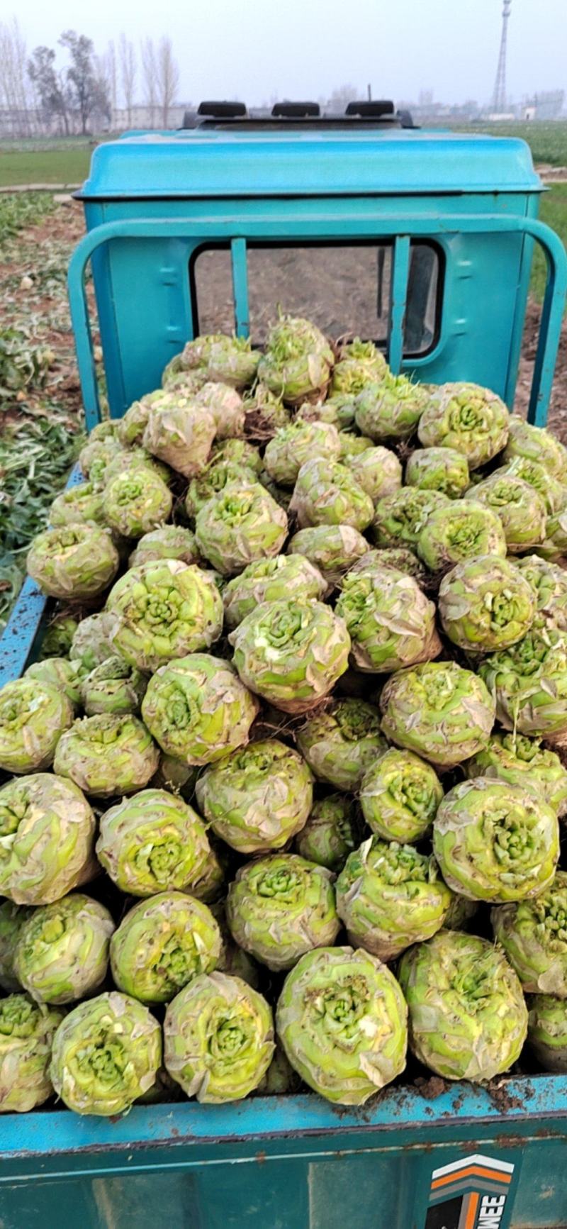 芥菜疙瘩万亩基地质量保证诚信商家发全国酱菜厂用