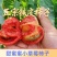 铁皮西红柿种子二两草莓柿子绿肩铁皮番茄种籽碱地柿子种子