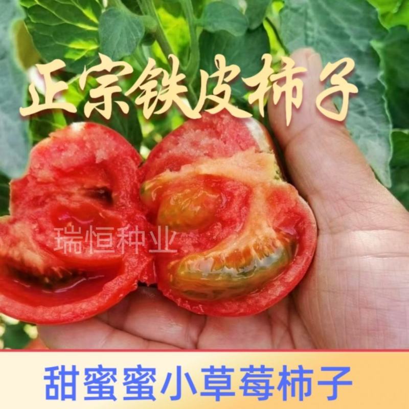 铁皮西红柿种子二两草莓柿子绿肩铁皮番茄种籽碱地柿子种子