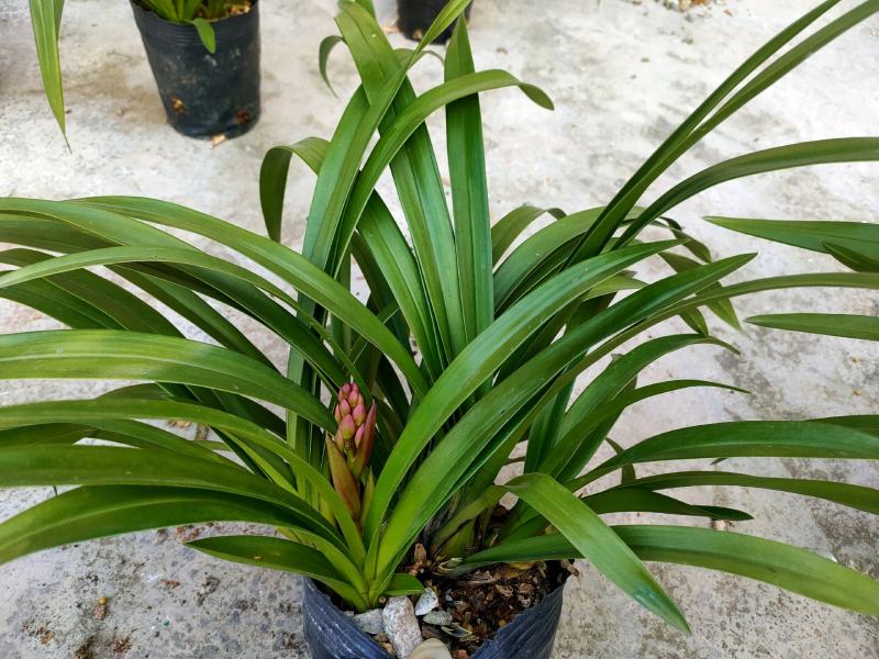 广州兰花绿植墨兰传统老品种红宝石带花箭花色喜庆花香花期长