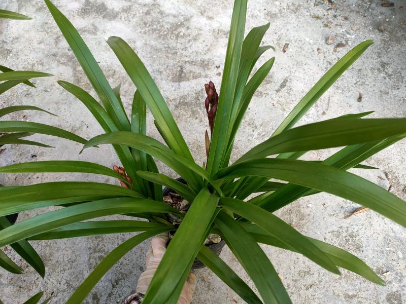 广州兰花绿植墨兰传统老品种红宝石带花箭花色喜庆花香花期长