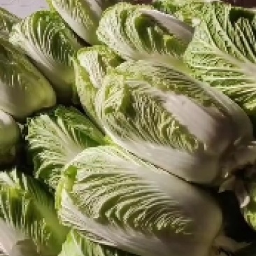 大荔白菜