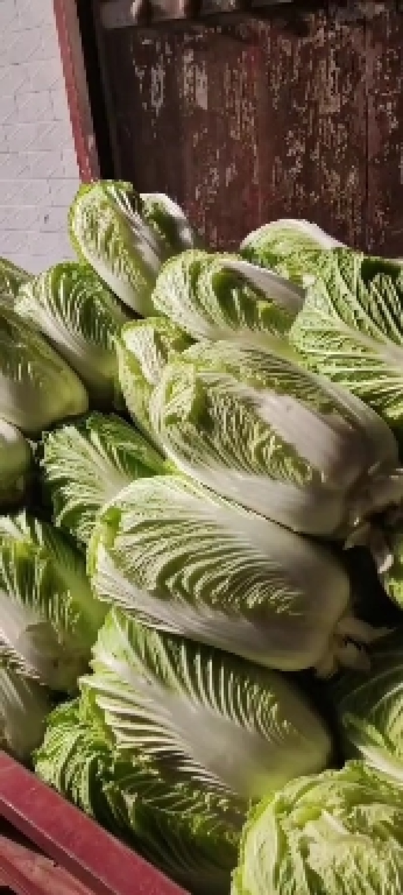 大荔白菜