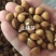 山桃种子（芽）山桃核2024年新加工山桃种子量大从优