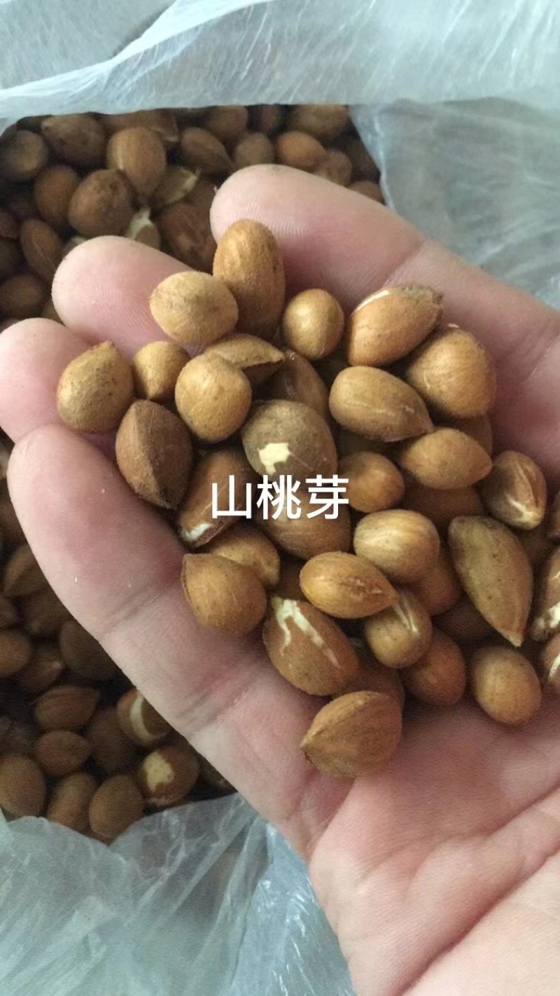 山桃种子（芽）山桃核2024年新加工山桃种子量大从优