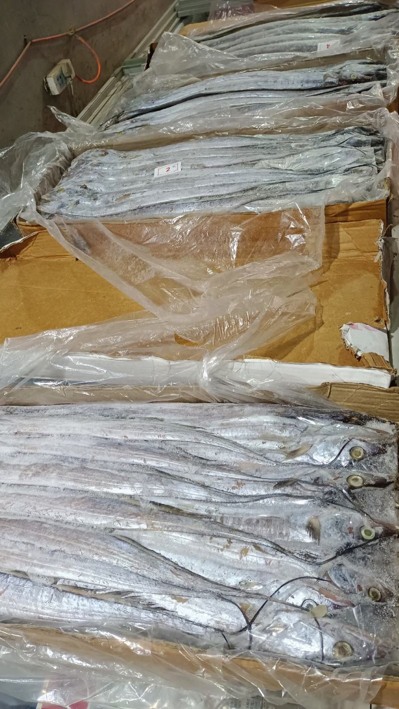 带鱼A带20斤一箱，批发价，全国冷链物流发货