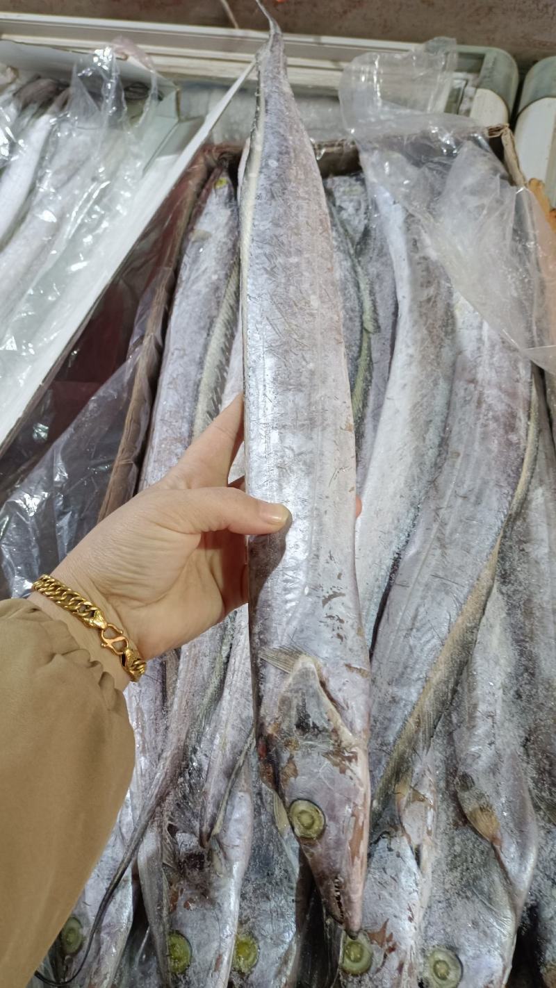 带鱼A带20斤一箱，批发价，全国冷链物流发货
