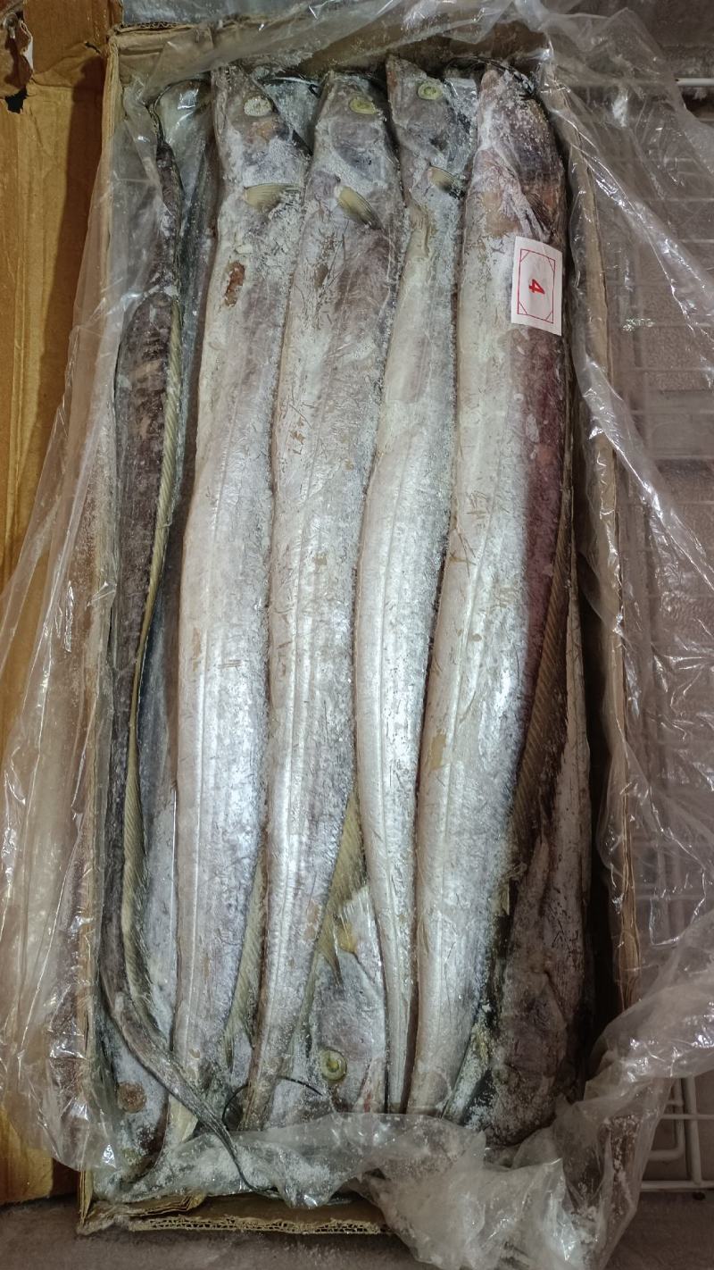 带鱼A带20斤一箱，批发价，全国冷链物流发货